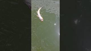 Fish Head Assassin #fishing #fishhead