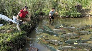 Top Fishing video, Harvesting fish | Skillfully use the water pump catch many fish