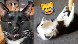 Funny CATS REACT to Catnip №2  TikTok Compilation 2023 | JoysPets