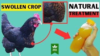 HOMEMADE NATURAL TREATMENTS FOR SWOLLEN CROP FOR CHICKENS IN ONE DAY | 100% ORGANIC