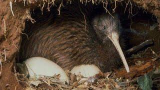 flightless Kiwi bird astonishing Facts |