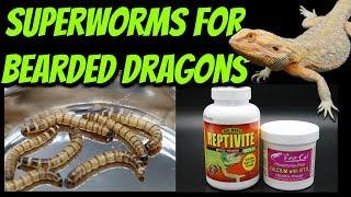 Superworms for Bearded Dragons