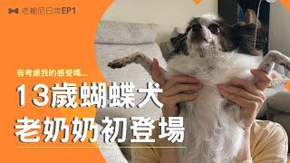 【老蝴尼の日常】13歲老奶奶蝴蝶犬的初亮相_EP1