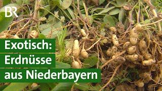 Erdnüsse aus Bayern – Erste Versuche mit dem Anbau erfolgreich | Unser Land | BR