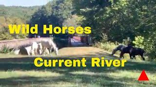 Caught - Missouri Wild Horses - On Camera