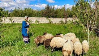 Bringing the sheep into the garden  until the final stage of completing Soudabeh’s rural house 