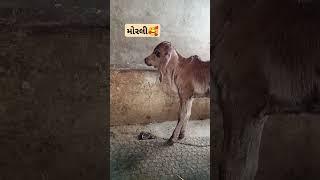 આવા વીડિયો જોવા સસ્ક્રાઈબ કરો #music #gircowgujarat #jaydwarkadhish  #cow #lovers #vachdi