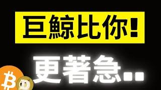 比特幣大鯨魚比你想的還要更著急.. 新鯨魚的市場份額已經高於50%! DOGE回踩0.1288了，接著呢?