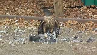 Hawk eats pigeon alive