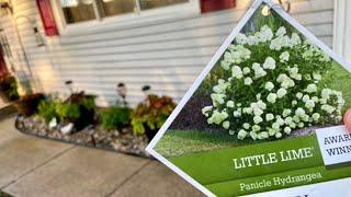 Proven Winners Little Lime Hydrangea A Lanscape Friendly Shrub