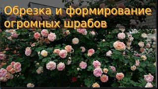 Розы. Шрабы - обрезка и  омоложение куста .