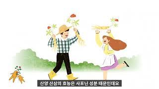 [산삼순백] 산양산삼이 뭐예요?