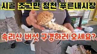 시골 조그만 청천 푸른내시장 속리산 버섯 구경하러 오세요?.