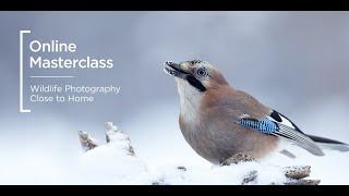 Online Masterclass | Wildlife Photography Close to Home