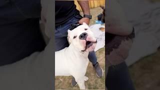 Bilkul Aggressive nahi hai yeh #dogoargentino #dogs #doglover