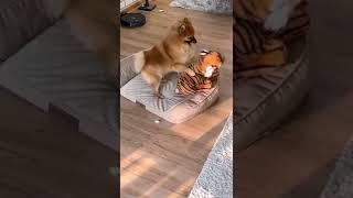 Why does my dog hump his toy ?