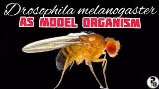 Drosophila melanogaster: As a Model Organism @paperpenbiology