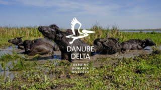 Welcome in the Danube Delta