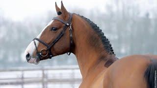 Earl Grey - Stalion 2024