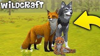 Создал Семью в СИМУЛЯТОР ЖИВОТНЫХ - WildCraft: Симулятор Жизни Зверей Онлайн