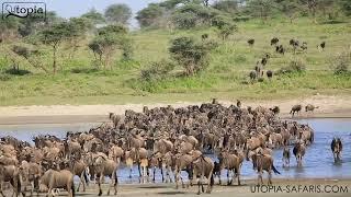 Discover the Hidden Gems of Ndutu with Utopia Safaris