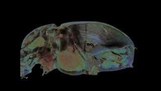 Male of the egyptians sacred dung beetle Scarabaeus sacer (high def)