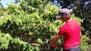 Invasive plant spreading across Michigan can harm your property