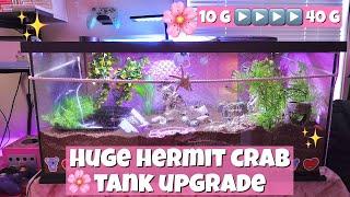 HUGE HERMIT CRAB TANK UPGRADE!