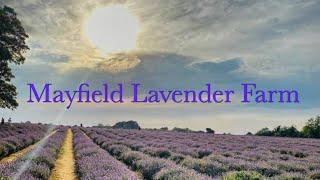 Mayfield Lavender Farm London | England 2020 Top Attractions