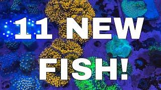 11 New Saltwater Fish Enter the Mega Build! The Good, The Bad and the Expensive