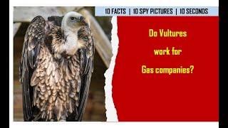 I Spy Vulture Challenge - Animal facts with Spot and find Puzzles / family fun game