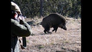 Wild Boar Hunting Compilation,Chasse Sanglier,Wildschweinjagd