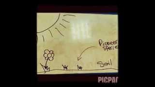 A2 Biology: Secondary Succession