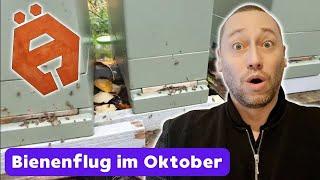 Reges Treiben Ende Oktober in #Tiset Dänemark #imkernindänemark #bienen #mÄderHonning