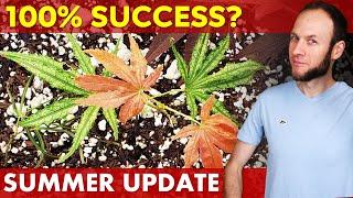 Japanese Maple Tree & Lavender Cuttings + Grafting Update