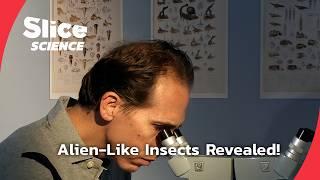 Treehoppers: The Alien Insects of the Rainforest | SLICE SCIENCE | FULL DOC