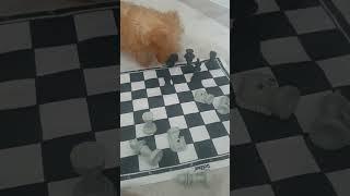 #maltipoo #malco #puppy #cockapoo #pets #yorkie #.#dog #