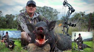 Boars everywhere (Bowhunting Australia)