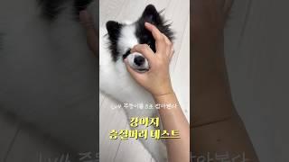 강아지 성격테스트 해봤습니다 #강아지 #성격테스트 #순둥이