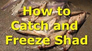 Catch shad with cast net and sonar - how to freeze shad.