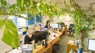 Huge 'Triffid' plant dominates Stonehouse office