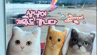 고양이와제주도 당일치기여행 #집사 #cat #고양이 #제주도 #당일치기여행 #여행 #travel