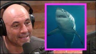 Joe Rogan on Shark Attacks