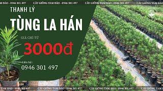 THANH LÝ TÙNG LA HÁN GIÁ CHỈ TỪ 3000d l Cây khỏe chất lượng tận nhà vườn Tam Đảo