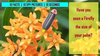 I Spy Firefly Challenge - Animal facts / Brainteaser [ Spot and Find Puzzles ]