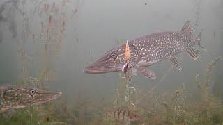 Amazing Underwater Footage! Ice Fishing NORTHERN PIKE with 5 of Diamonds!