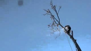 Tree Service Fairfax VA- Out on a Limb Tree Service 866-987-2288