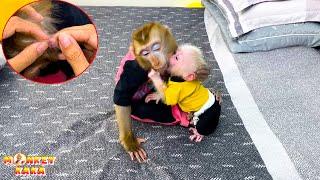 Mom helplessly watched monkey Kaka being bullied by baby monkey Mit