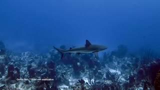 Cool Sharks - Seafari Bahamas 19