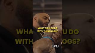 This NETFLIX Show teaches you how to TRAIN YOUR DOGS